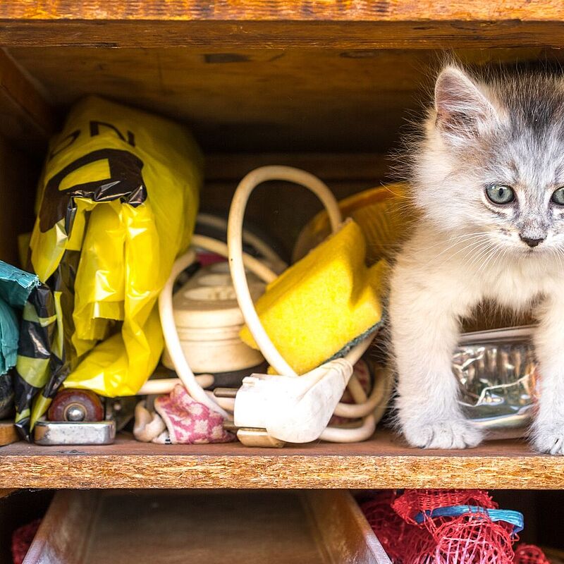 Schublade mit Katze und Kleinkram