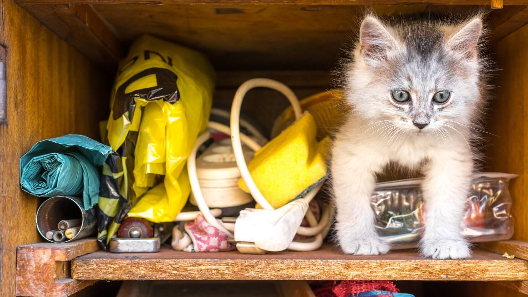 Schublade mit Katze und Kleinkram